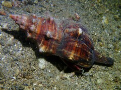 Pleuroploca trapezium