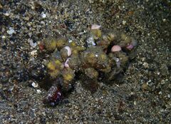 Camposcia retusa