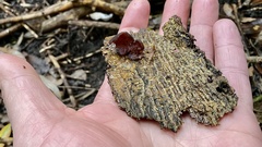 Auricularia cornea