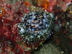 Cypraea tigris