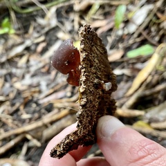 Auricularia cornea