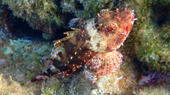 Scorpaena maderensis
