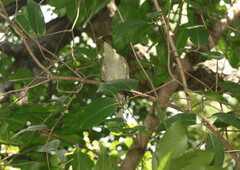 Meliphaga notata