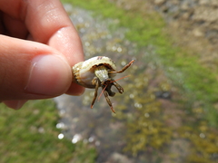 Clibanarius erythropus