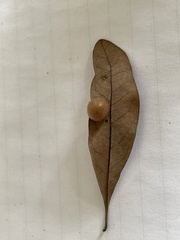 Belonocnema treatae