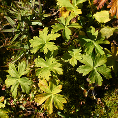 Geranium macrorrhizum
