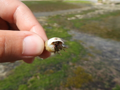 Clibanarius erythropus