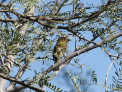 Empidonax