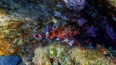 Scorpaena maderensis