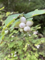 Symphoricarpos albus