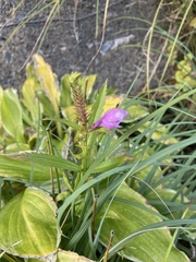 Physostegia virginiana