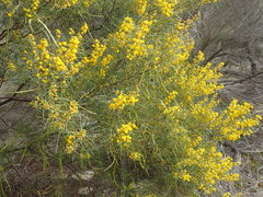 Acacia euthycarpa