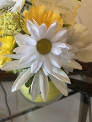 Leucanthemum maximum