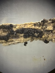 Trichoderma citrinoviride