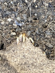 Reticulitermes hesperus