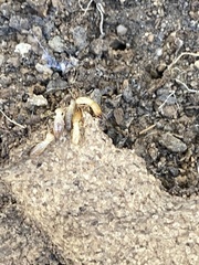 Reticulitermes hesperus