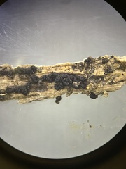 Trichoderma citrinoviride