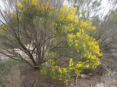 Acacia euthycarpa