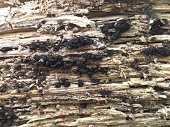 Trichoderma citrinoviride