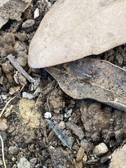 Reticulitermes hesperus