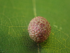 Acraspis quercushirta