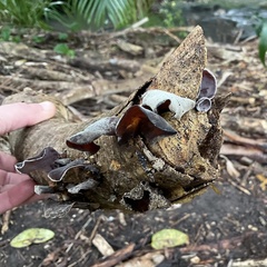 Auricularia cornea