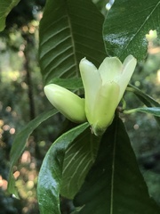 Tabernaemontana glabra