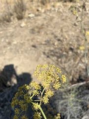 Foeniculum