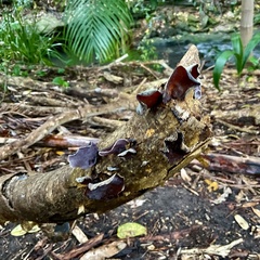 Auricularia cornea