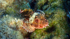Scorpaena maderensis
