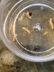 Reticulitermes hesperus