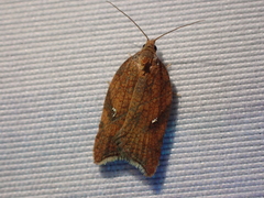 Acleris rhombana