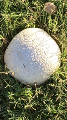 Calvatia booniana