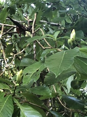 Tabernaemontana glabra