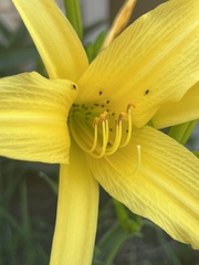 Diptera