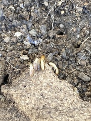 Reticulitermes hesperus