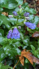 Penstemon serrulatus