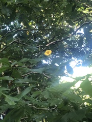 Tabernaemontana glabra