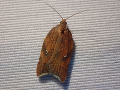 Acleris rhombana