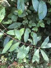 Euonymus occidentalis