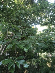 Tabernaemontana glabra