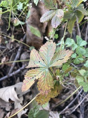 Potentilla simplex