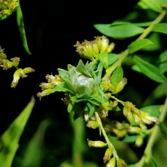 Asphondylia solidaginis