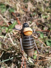 Lluciapomaresius stalii