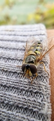 Metasyrphus