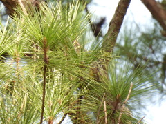 Setophaga pinus