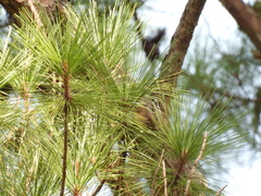Setophaga pinus