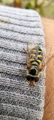 Metasyrphus