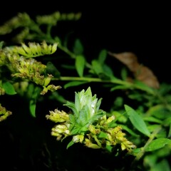 Asphondylia solidaginis