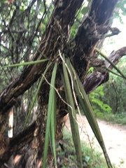 Trichocentrum brachyphyllum
